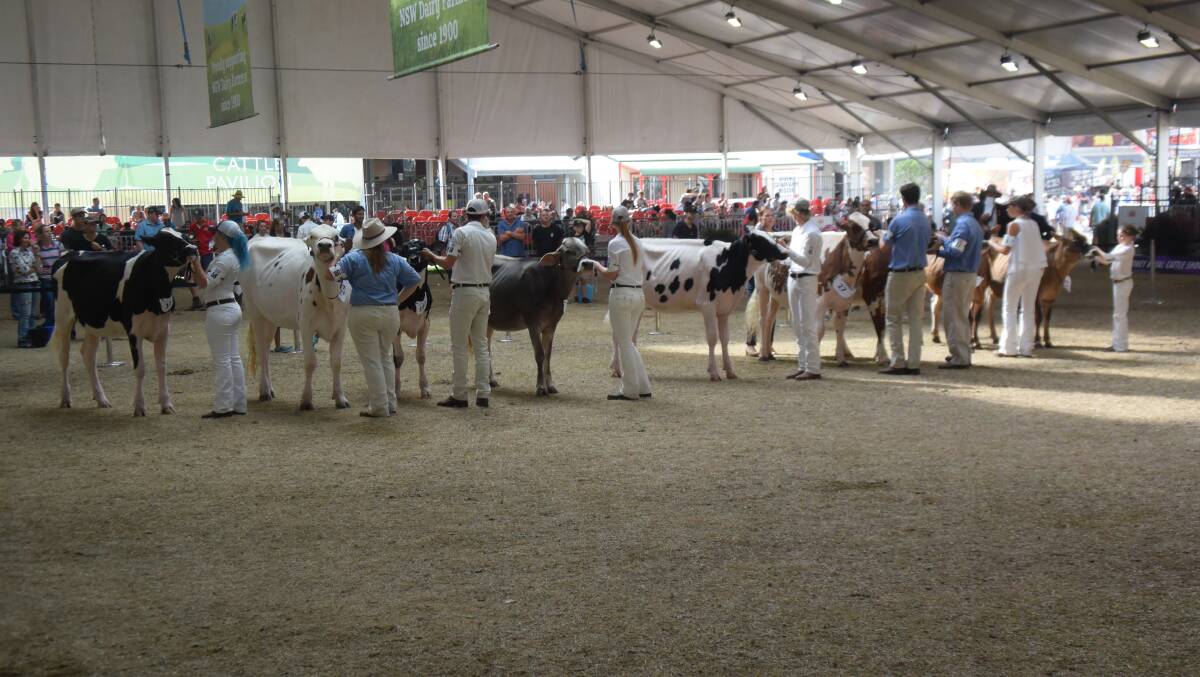 Champion handlers during Saturday's dairy cattle paraders' competition at the Sydney Royal Show. 