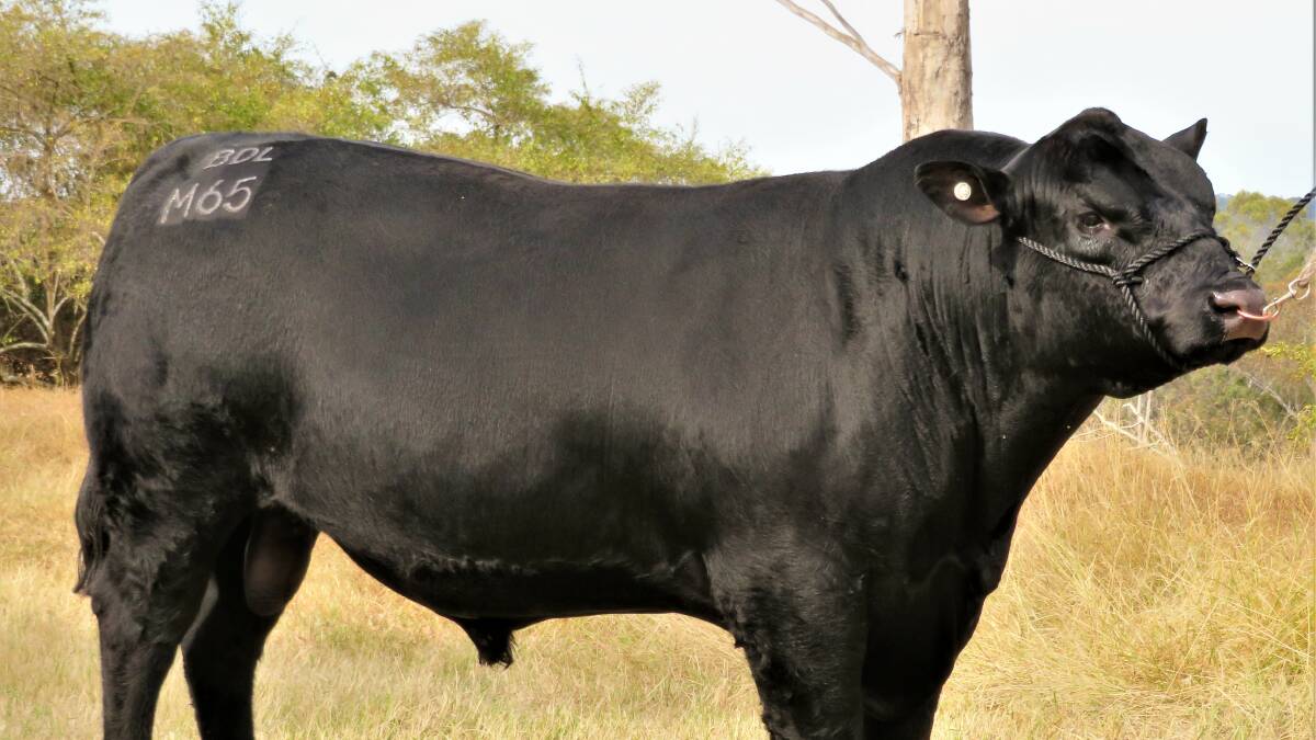 Lyle Family Angus bull Prime Time MacGyver M65 by KO Equator topped the 20th annual Casino All Breeds bull and female sale last Saturday,