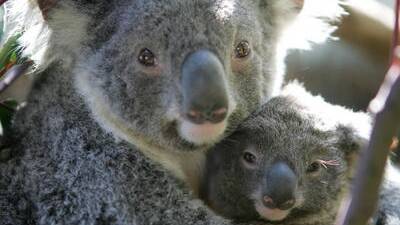 Farmers in the woods over koala protection plans
