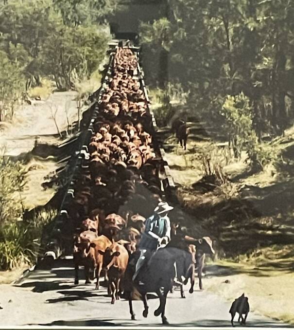 Peter Rogan and his own bred dog leads a mob of Santa Gertrudis at Yulgilbar Station where his family have been involved for generations.