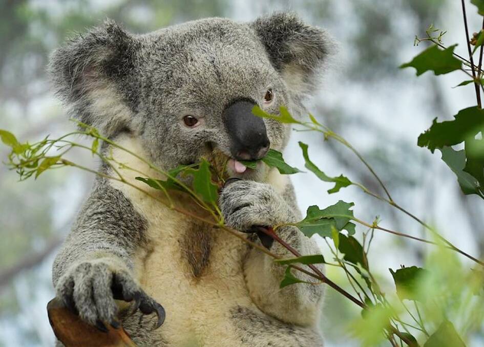 The NSW Liberals and Nationals have agreed to new environmental planning laws for koala habitats however the legislation is fragile and can be changed at the stroke of a pen without being debated in parliament.