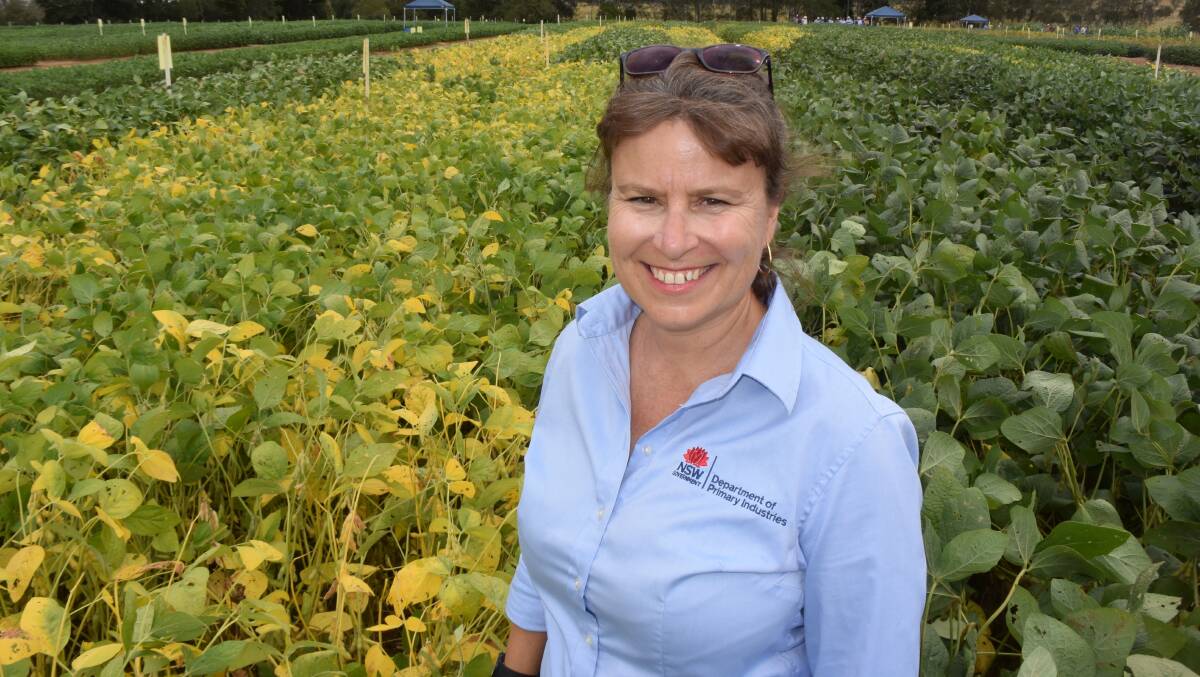 Natalie Moore and her team at the Trenayr research station near Grafton did the trial work on Hayman and Richmond varieties which the market loves.