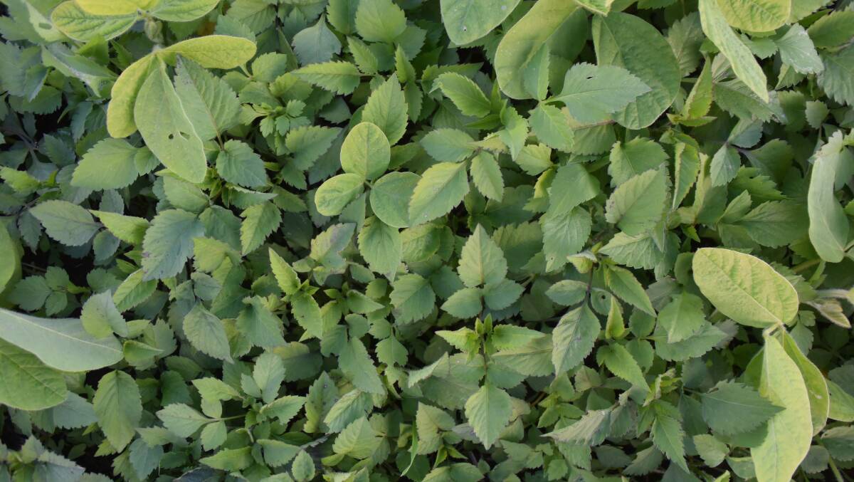 Cover crops can sometimes be voluntary but these plants aren't weeds if they are roller-crimped at flowering. The resulting green manure should break down within six weeks or the soil needs fixing, says Graeme Salt.
