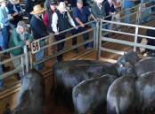 Angus steers made $2400 a head at Forbes on Friday. Photo: Forbes Central West Livestock Exchange