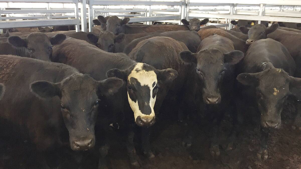 Angus cross steers 387kg from Woodlands Partnership sold by Colin Say and Co attracted a bid of 455.2c/kg or $1761 at Inverell on Tuesday. Photo: Steven O'Brien