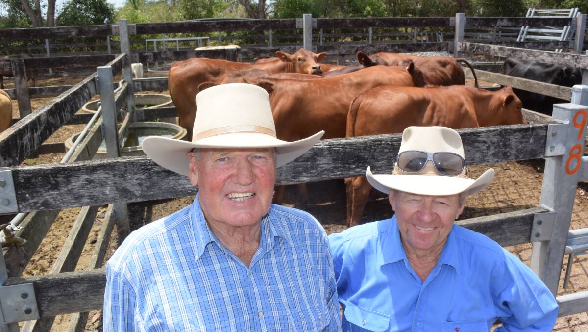 The first steer sale of the new year at Kempsey proved prices won't come down in a hurry.