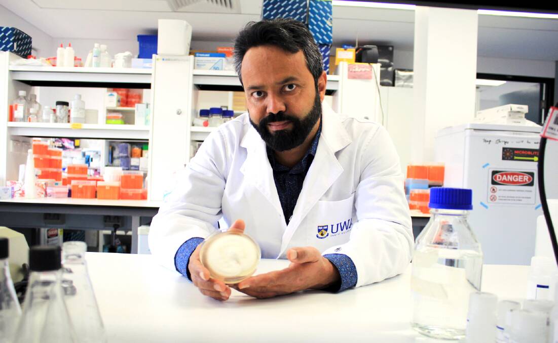 Dr Khalil Kariman, from The University of Western Australia School of Agriculture and Environment, with a colony of the native fungus that could help boost phosphorous levels in food crops. Photo by Rosanna Candler.