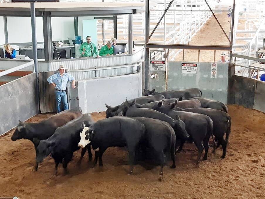 Auctioneer Chris Dobie, Nutrien, knocks down this pen of 400kg yearlings for $1634 during Tuesday's prime sale at Scone Regional Livestock Exchange. Photo: Brett Peel