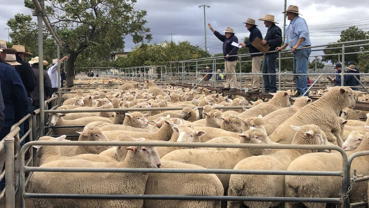Paul Alchin and the team from Christie and Hood selling a pen of heavy weight lambs on behalf of the Charlie and Kaye Knight, with their sons Roger and Jacob, Boxwood, Mendooran. One pen made $305/hd while another two pens sold for $300/hd. Photo Rebecca Sharpe.