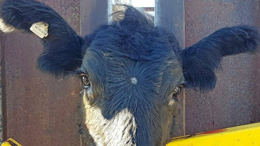 Bit of a give-away - These clipped ears were a obvious to bystanders at the Northern Rivers Livestock Exchange at Casino, who reported the potential for cattle theft to police. Photo by NSW Police Media.
