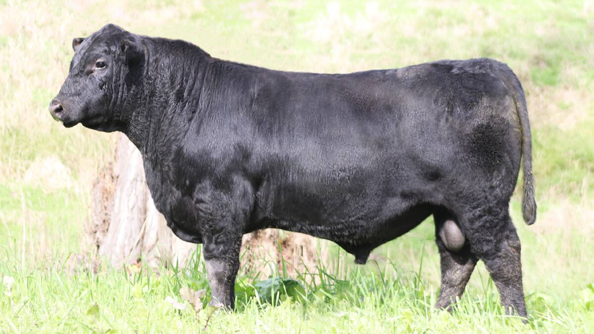 Knowla So Right S48 was bought for $190,000 by Sprys-W and Cottage Creek Angus studs, Wagga Wagga and Tarcutta, at the Knowla Livestock sale, Gloucester, making him the highest-priced bull sold in July. Photo: Jack Laurie 