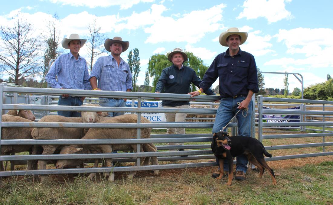 Top priced Tally Ho Ben made $22,000 for owner Michael Clark, Armidale, with buyer Mark Flagg, Barellan with sale organisers Steve Daley and Shad Bailey of Colin Say & Co, Glen Innes.