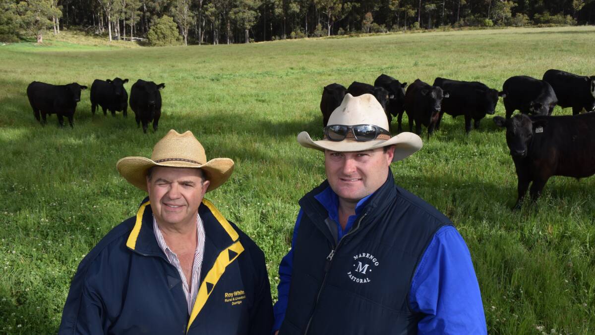 Marango manager Mick Kelsall, right, with his current mentor and Dorrigo agent, Tim Bayliss. Milk tooth Angus steers in the background are ready for Wyallah feedlot at 420kg.