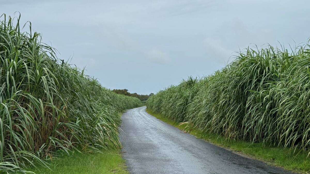 Two year old sugar cane on the lower Clarence where a good season has created substantial biomass. The NSW sugar cane industry has been recently re-certified as Bonsucro sustainable and now, with the genome mapped, there is a path towards plant-based jet fuel through biochemistry. Image supplied.