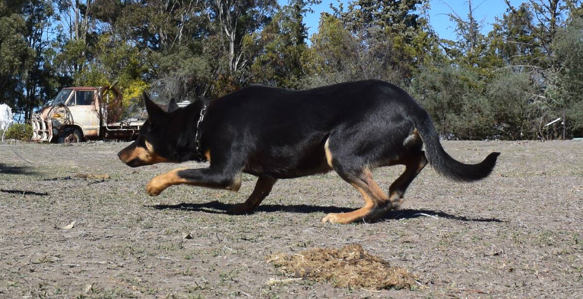 Boolimba Buddy in working mode. Even as a young pup this bitch has all the hallmarks of a self-starting, hard working Kelpie.