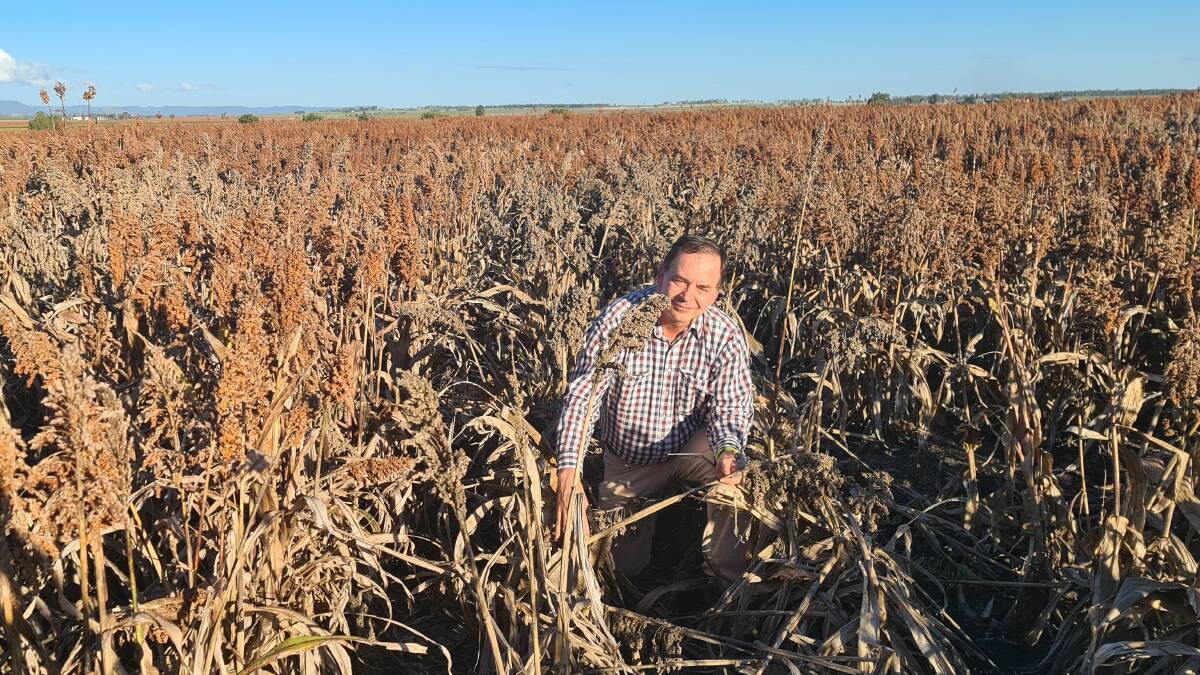 University of Queensland Professor David Jordan will lead world-first research on lodging losses from sorghum funded in part with grain grower levy investment. Photo supplied.