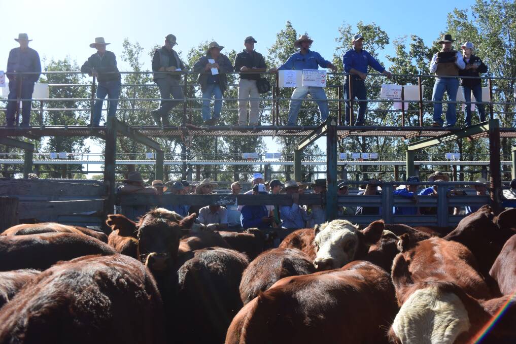 This pen of Santa/Hereford bred by Bernie and Leanne Grogan, Tenterfield, weighed 254kg and made 495c/kg or $1257, going to Tim and Sue Sloman, Dunvegan, Dundee.