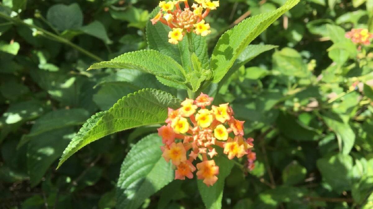 Red Lantana will kill cattle or at best predispose them to sunburn. Livestock new to an area can make the mistake of eating this.