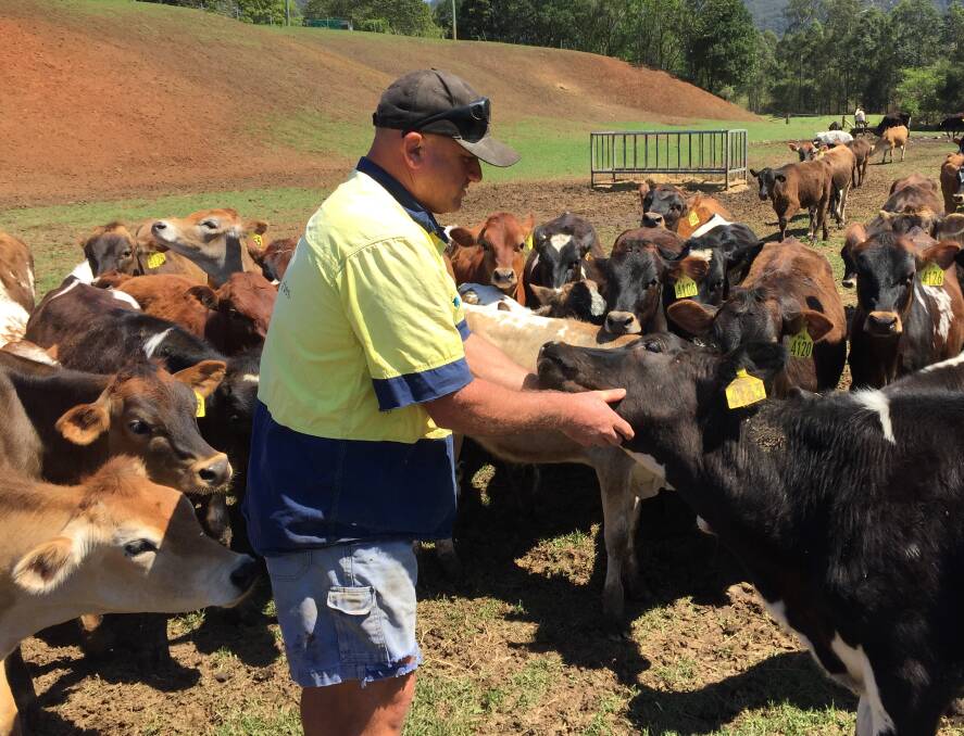 Jason Bake, Bonville, with dairy bobby calves being hand-reared for the vealer market.