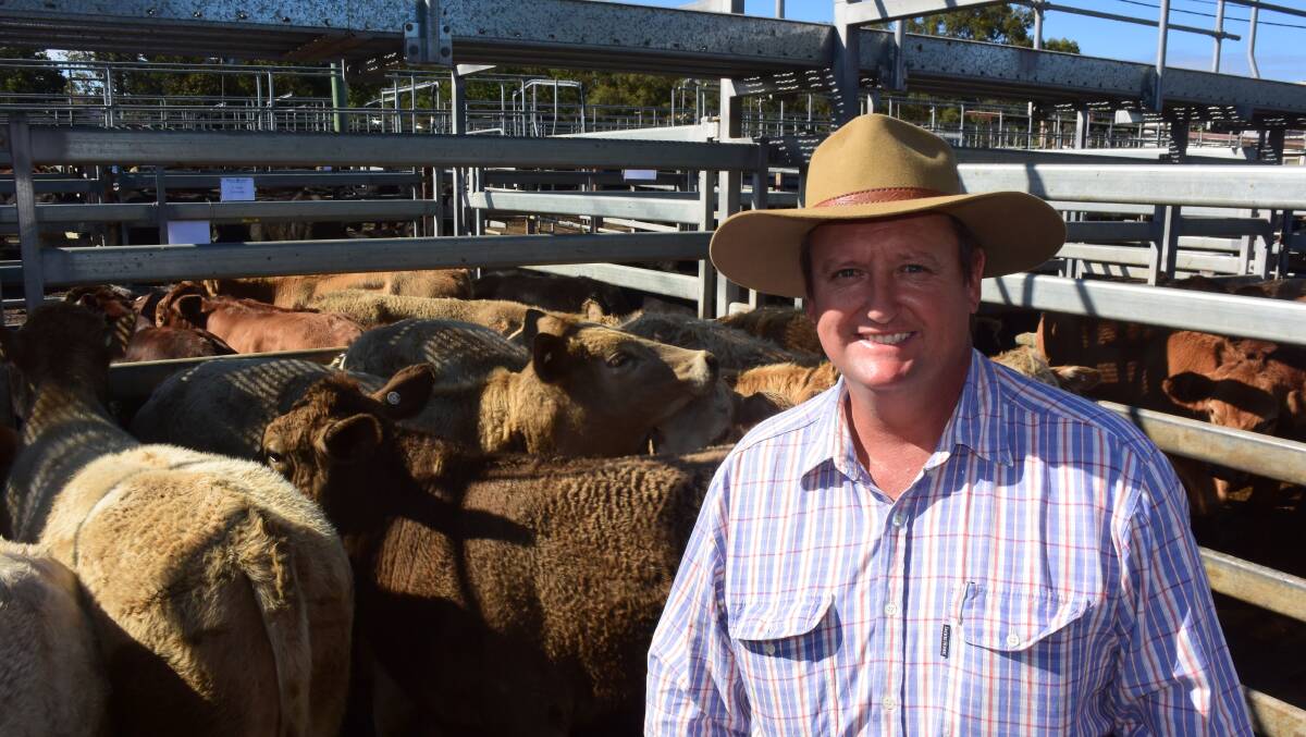 Adam Chapman, Fineflower, sold calves by a Wakefield Charolais bull from Brahman/ Hereford cows to a top of $894 for 286kg at 312c/kg going to Clarenza Pastoral.