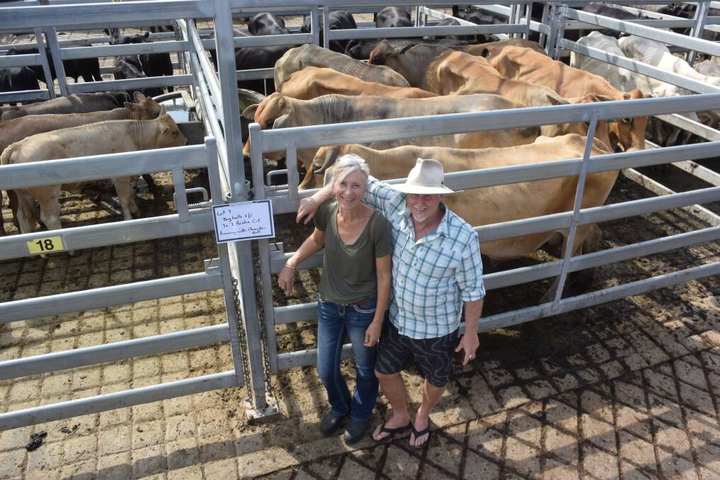 Trish and Scott Amon, Valla, sold F1 Brahman over Senepol/Gelbvieh cows and calves by Wakefield Charolais for $2775 to Ben Thompson, Glen Elgin, at Grafton on Saturday. The cows were a tribute to the late Phil Doyle, DPI Beef Officer, Orara, who helped promote the F1 as a sub tropical solution through the Trenayre research station at Grafton.