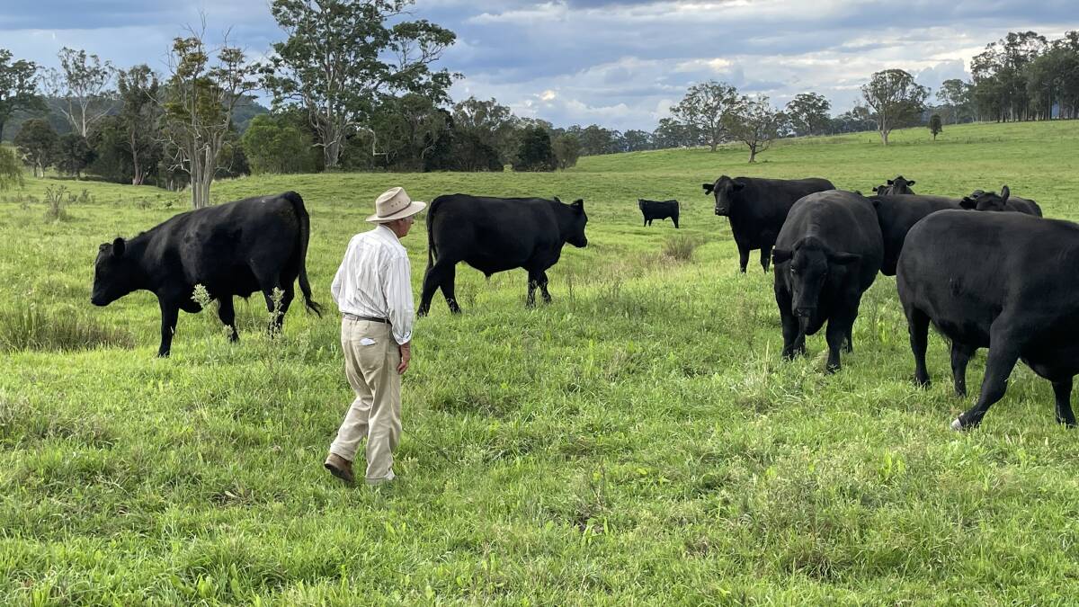 James Landers with full mouth bullocks fattened on pasture at Bandon Grove. Renewed optimism about export markets is good news for this producer who is still recouping the loss from high-priced purchases last year.