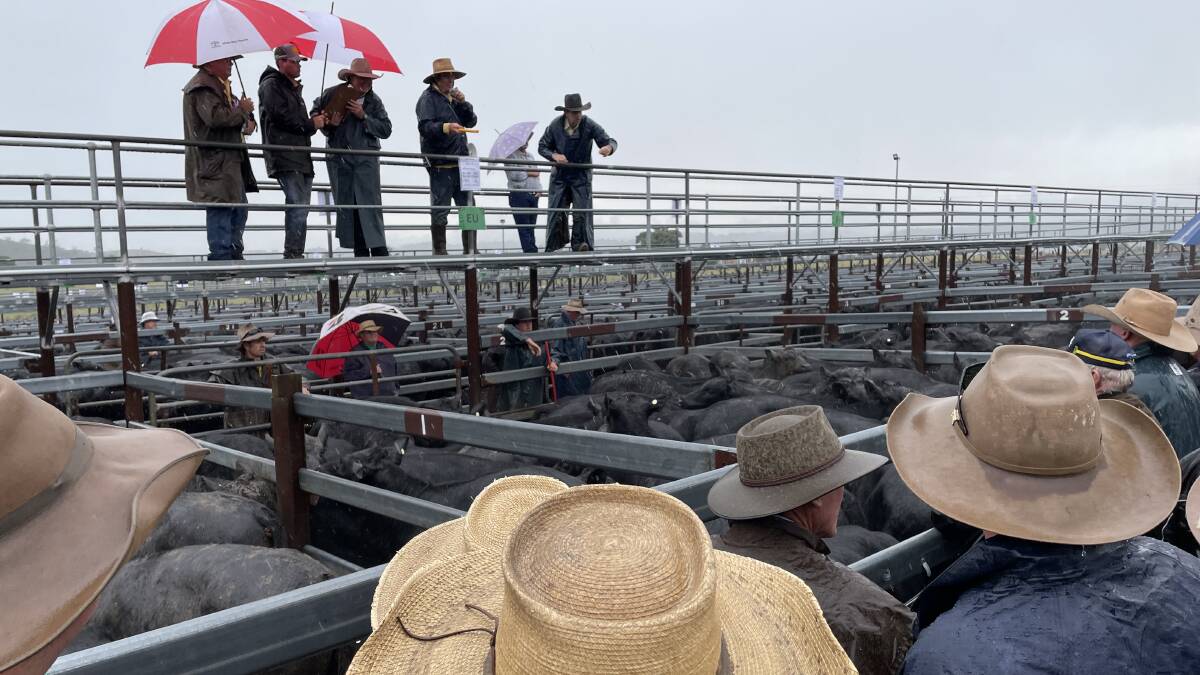 The front row pens of EU accredited Angus weaner steers above 300kg made $1500 on Thursday at Tenterfield where significant rain came too late for this year's crop of calves.