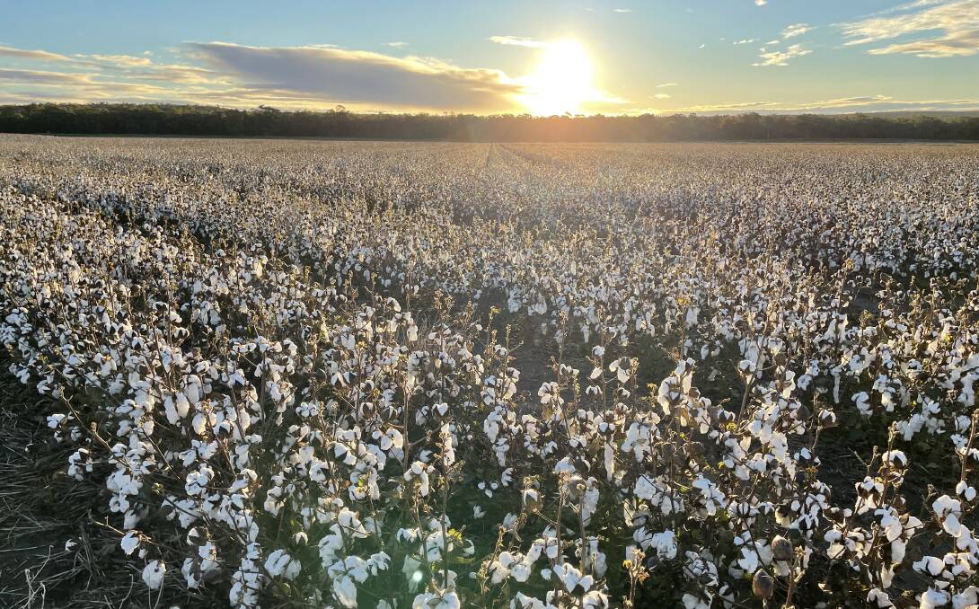 New gene-stack technology in Australian cotton varieties gives growers the ability to manage summer weeds without compromising glyphosate's "armour".