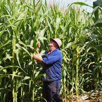 Heritage variety forage maize dwarfs Rowan Clark in his maze paddock near Launceston.