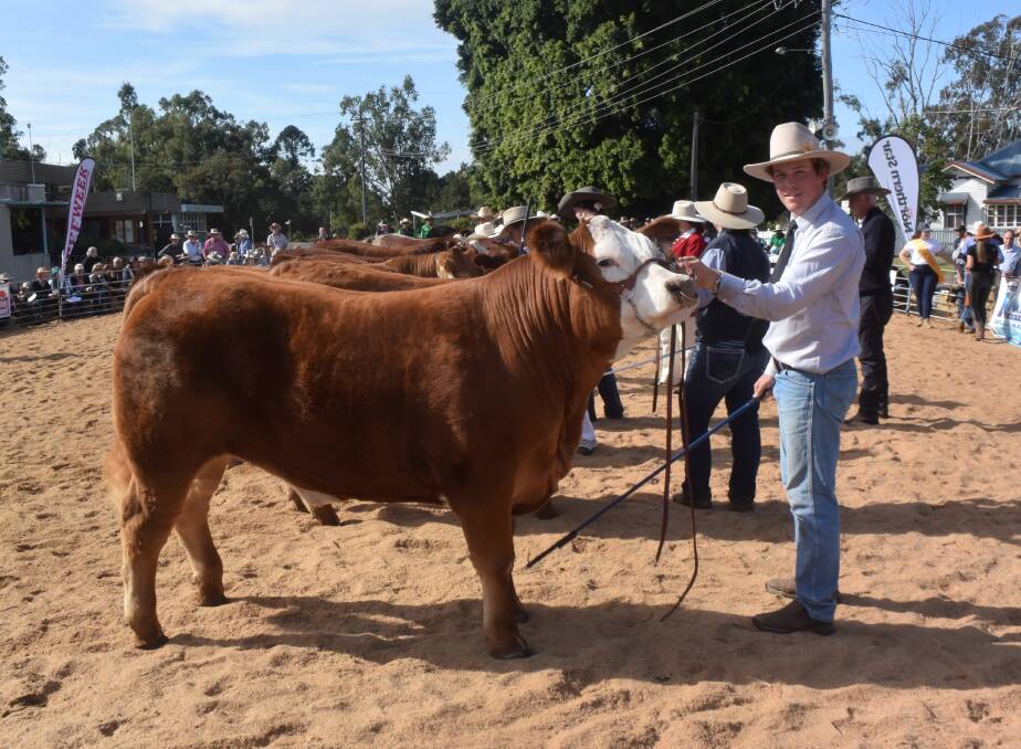 Limousin/Hereford led by Beau White and prepared by a syndicate of commission buyers from Glen Innes and Inverell beat all comers in the Casino Beef Week led steer carcase competition this week.
