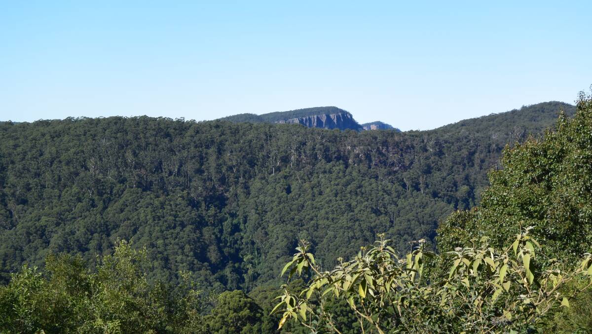 A new timber industry framework will drive silvaculture for 20 years in state forests including here, in the Hastings Valley, where planned intensification of hardwood logging has inspired a new generation of environmental activism.