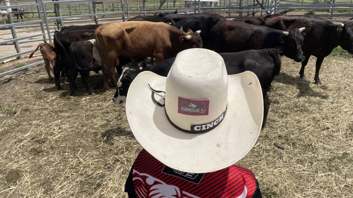 Any mini bull is good as long as it bucks when ridden, reckons the next generation of champion riders.