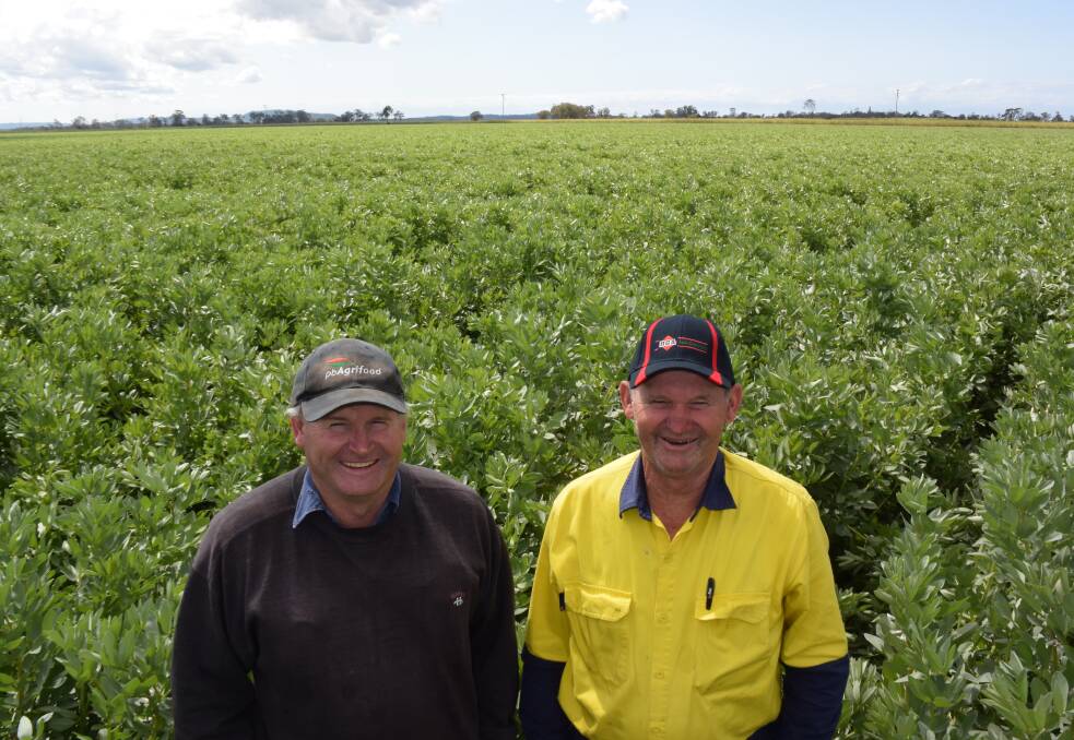 John and David Haynes, Woodburn on the lower Richmond, with a padock of healthy faba beans that defied a deluge of winter rain.
