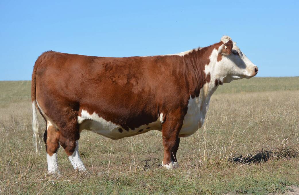 Continuation of foundation cow lines factored heavily in the purchase of the entire Kanimbla stud herd by Wonderview Poll Herefords. Pictured is Kanimbla Carmen N081, directly descended from Doonbiddie Carmen N87.