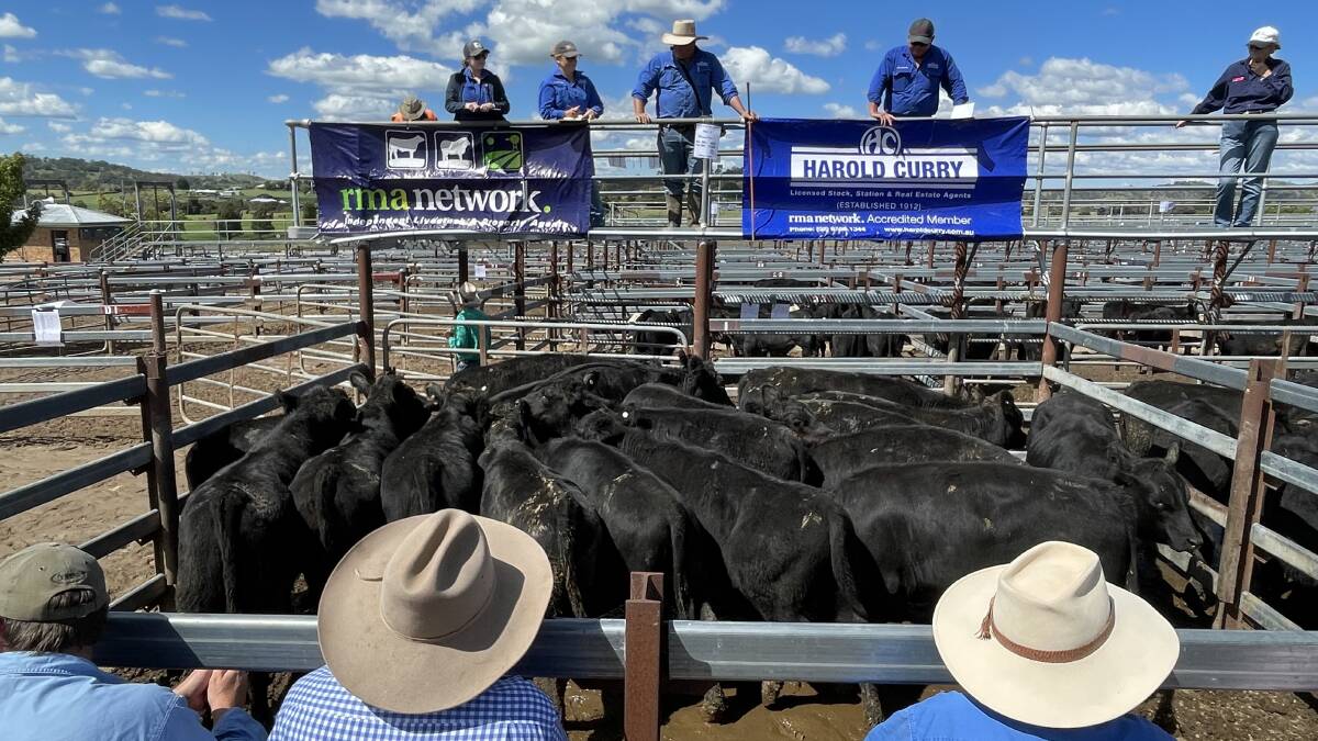 To kick off Thursday's Tenterfield sale George and Evalyn Mulherin, Bungulla, sold Angus steers 405kg for 380c/kg or $1539 at Tenterfield on Thursday, going to NH Foods Whyalla feedlot via Texas, Qld.