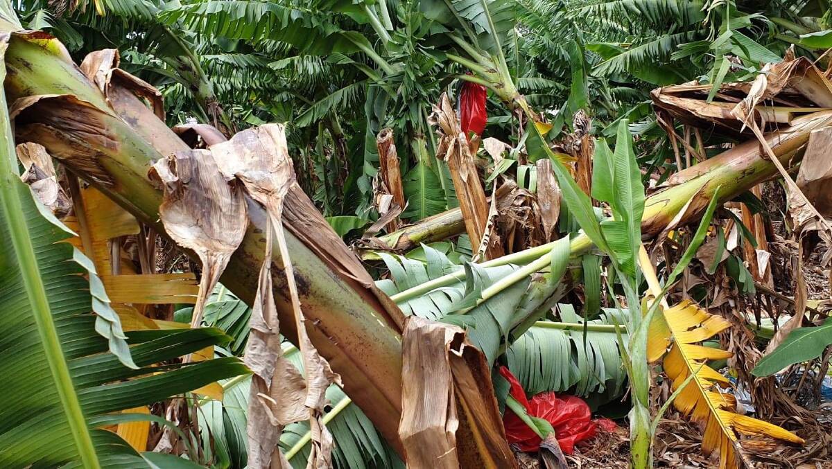 Destroyed Cavendish banana plants smashed by 80km/h wind gusts at Duranbah near Tweed Heads on Friday, courtesy Cyclone Oma.