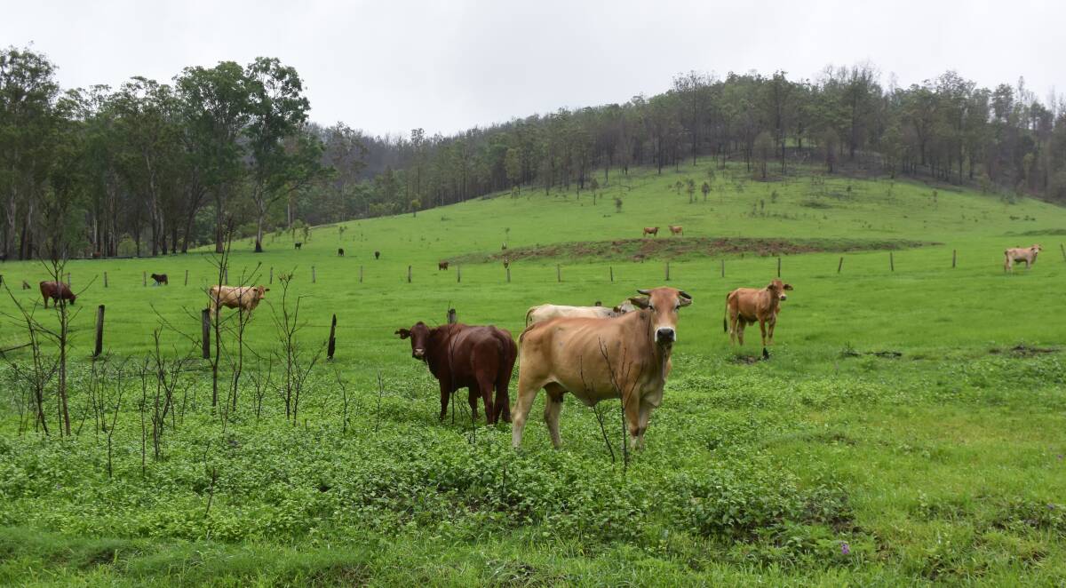 Pasture rebound on the North Coast has been remarkable, like here near Buccarumbi on the Clarence, but regenerating growth has brought with it new challenges.