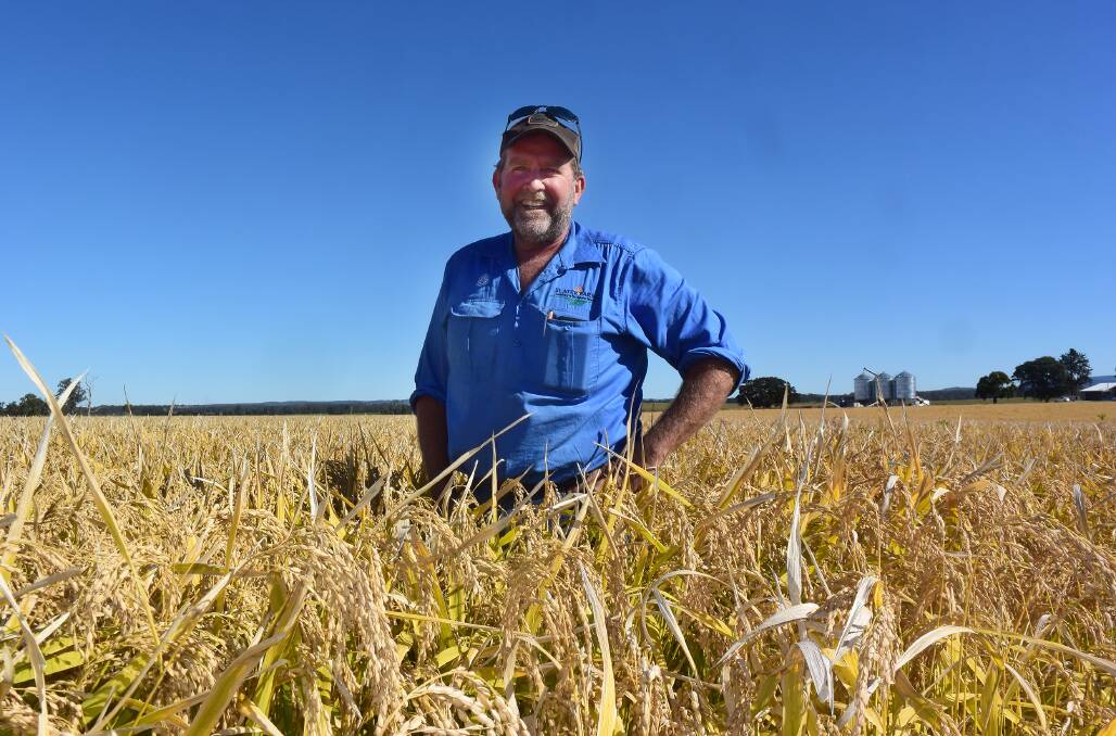 Brett Slater, Slater Farms, Fairy Hill via Casino in a paddock of Tachiminori variety dryland rice. The crop had no herbicide or insecticide in accordance with organic principals and achieved a yield at harvest of 5-6t/ha.