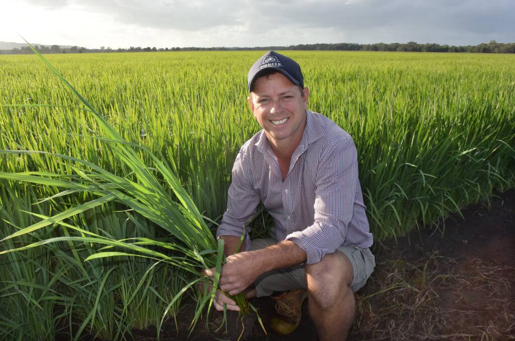 Producer and consultant with The Natural Rice Co, Steve Rogers, with a crop of Sherpa variety planted December 27 at Tuckurimba via Lismore.