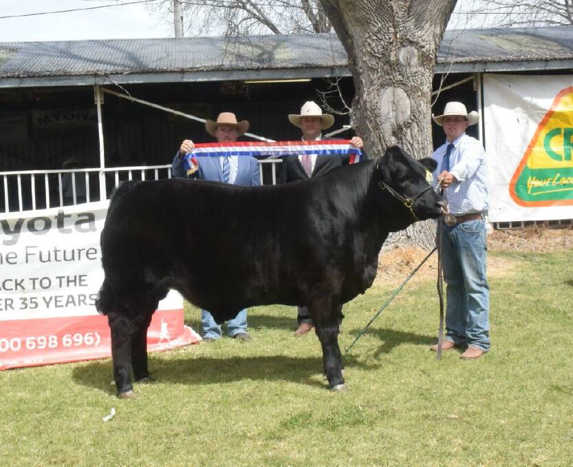 Grand champion led steer at the Glen Innes Led Beef Extravaganza, a black Limousin bred by the O'Dwyer brothers, Dalby, 668kg, with Anthony O'Dwyer as handler, Shad Bailey, Colin Say and Co, Glen Innes and judge Ben Toll, Dubbo.