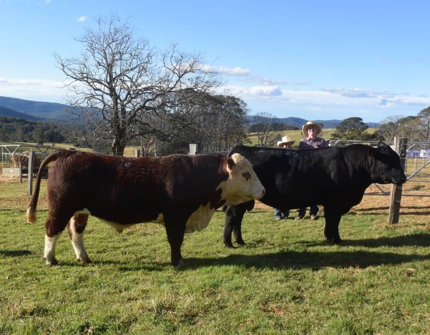 Dalkeith Q076 and Dance Comrade Q73 sold to top prices for Hillview Hereford and Tyler Angus studs at Tyringham via Ebor on Saturday, pictured with stud principals Kayla Hartley and Greg Tyler.