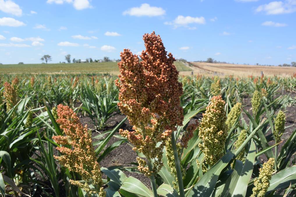 Some of the best sorghum at Delungra as of last week will yield half of that in a good year and news of widespread crop compromise has seen prices rally.