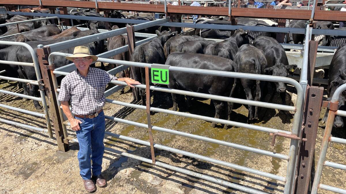 European accredited Angus weaner heifers 10 months old and just off their mothers, bred by Kevin Lowrey, Avon Side, Stratford, topped this portion of the Gloucester female sale attracting a bid of $1675 from local restocker Chris Paterson.