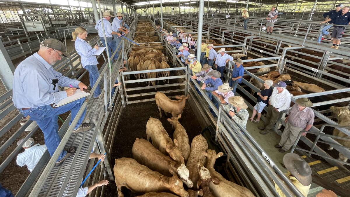 Ray White Casino kicked off its weaner sale on Friday with this pen of Euro cross calves from the DeWit family, Mallanganee, which sold to 498c/kg.