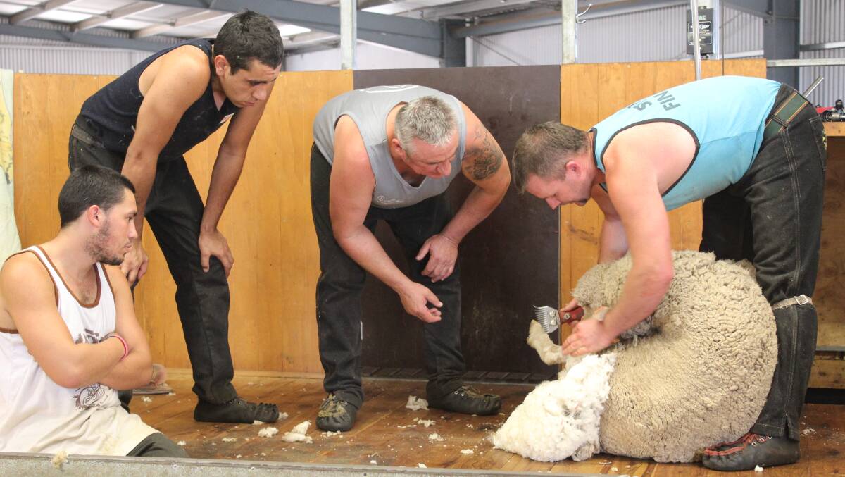 Mentored support for new shearers and close links with industry are ways both sides of politics can support wool. Photo is a file.