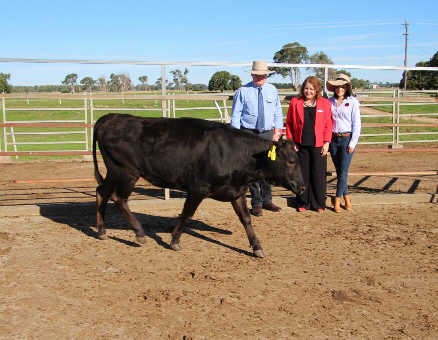 Highest priced female, lot 15 Sumo Fuku P296 by F154 and two years old in calf to proven carcase performer Goorambat Mr Marble K483 sold for $20,000 to Loch Rogers, Door Key Wagyu stud at Guyra. Photo: Supplied