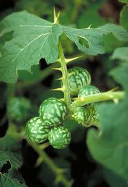 The fruit when immature looks like a miniature, globular, watermelon with distinct green and cream patterning. It goes yellow when ripe and the cattle love it, as do deer.