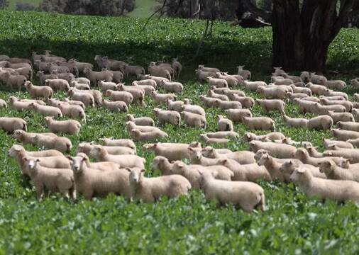 Buyers chasing self-replacing Primeline ewes on Tuesday paid the same average cents a kilogram price as last year, while weight was down due to the number of three-month old ewe lambs on offer.
