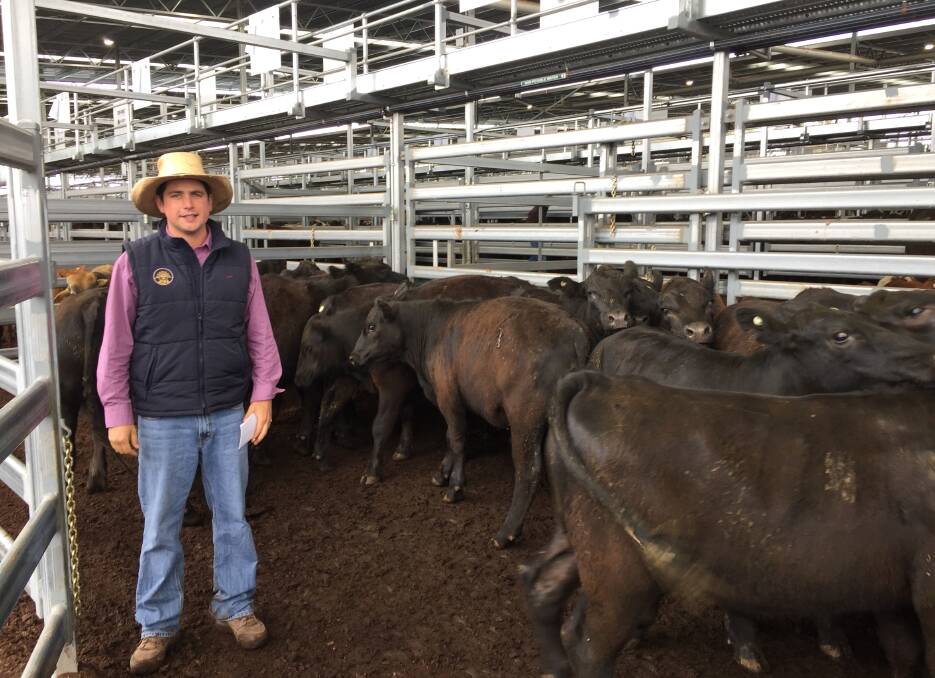 Will Claridge, CL Squires and Company, Inverell, with 314kg steers from Clerkness Pastoral Company, Bundarra, that sold for $1378 a head at 438c/kg during the Inverell store cattle sale on Thursday. Photo: IRLX