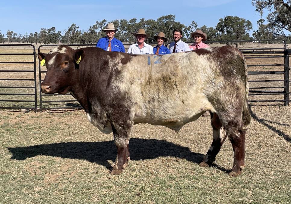 Top selling Weebollabolla Severn S55 with Sandy Munro, Weebollabolla, buyer Jason Catts, Futurity Shorthorns, Baradine, Weebollabolla principal Jen Jeffrey, selling agent Ben Hiscox, BJA, Inverell, and Elders stud stock auctioneer Lincoln McKinlay.